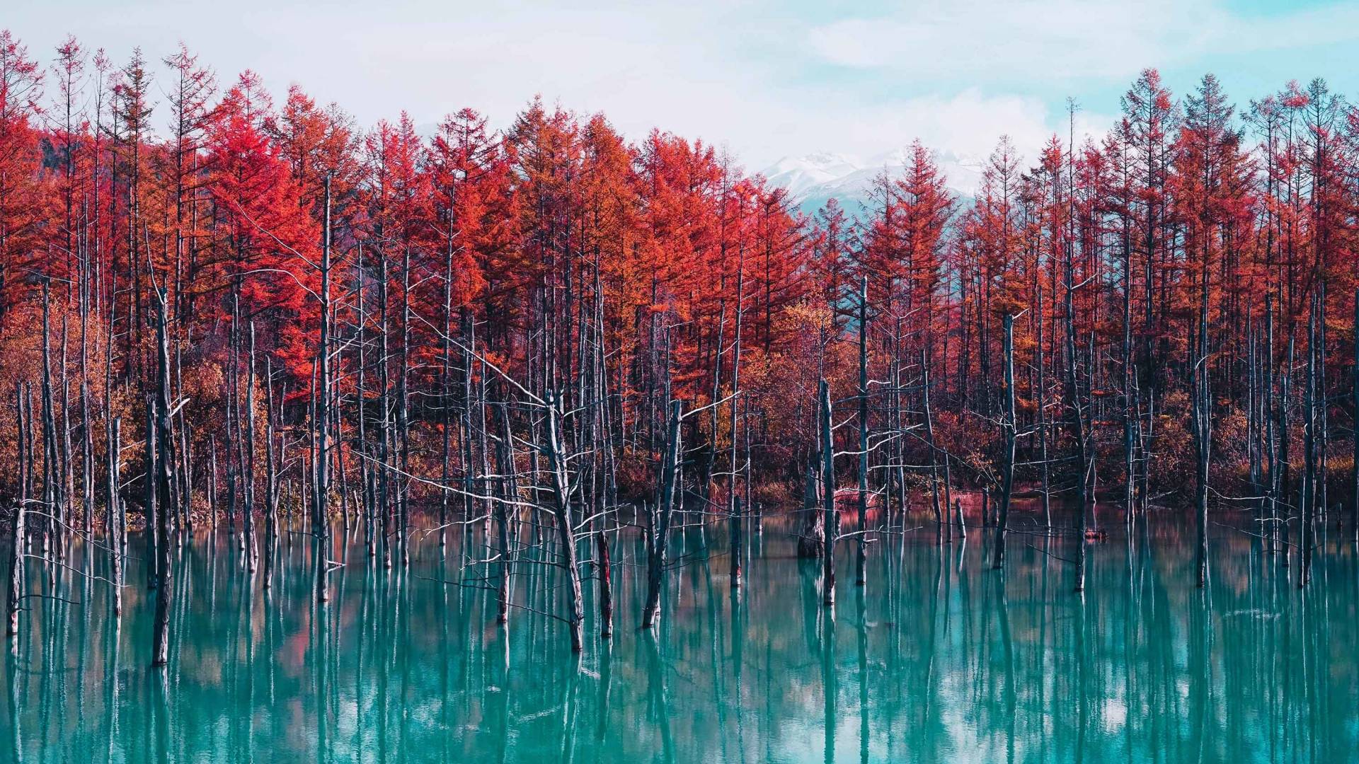 风景
