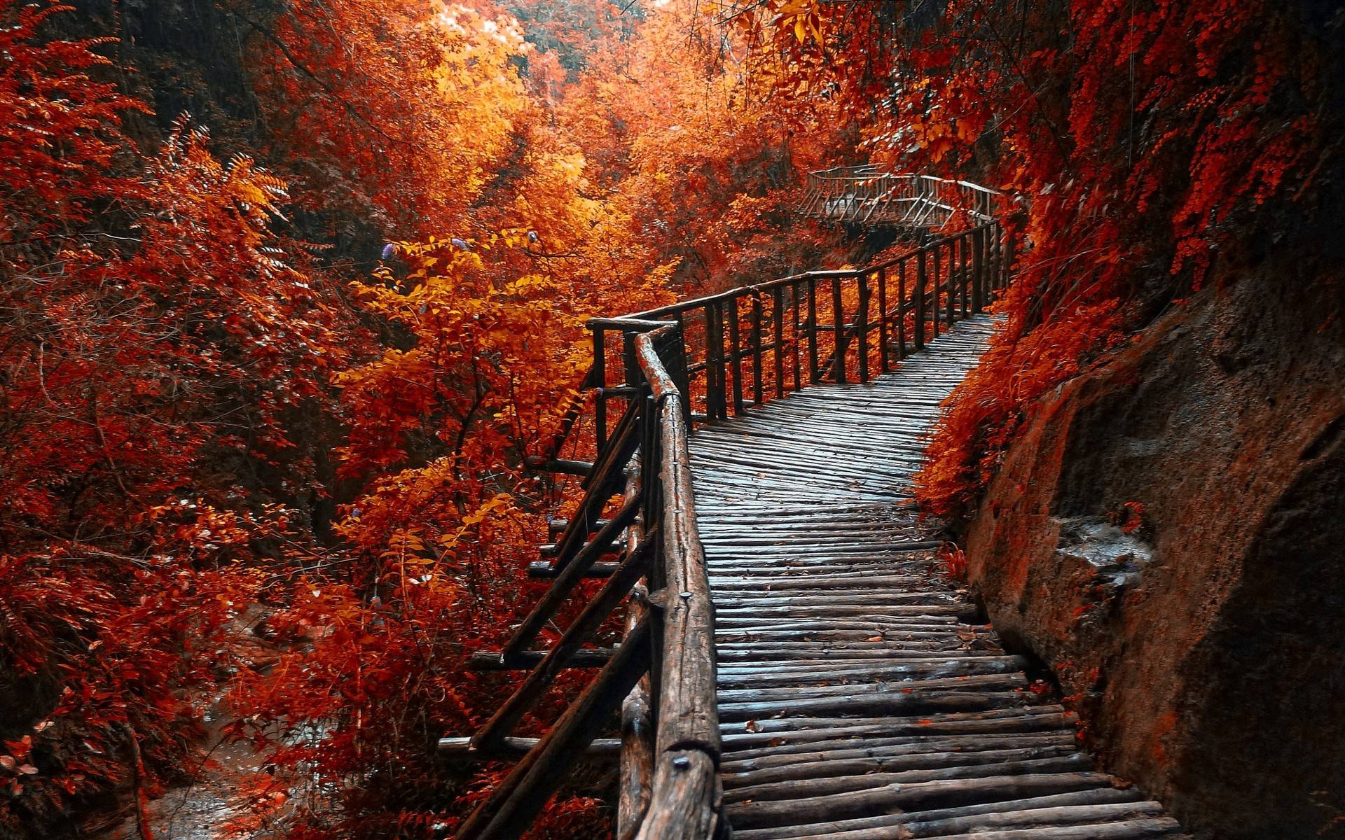 风景