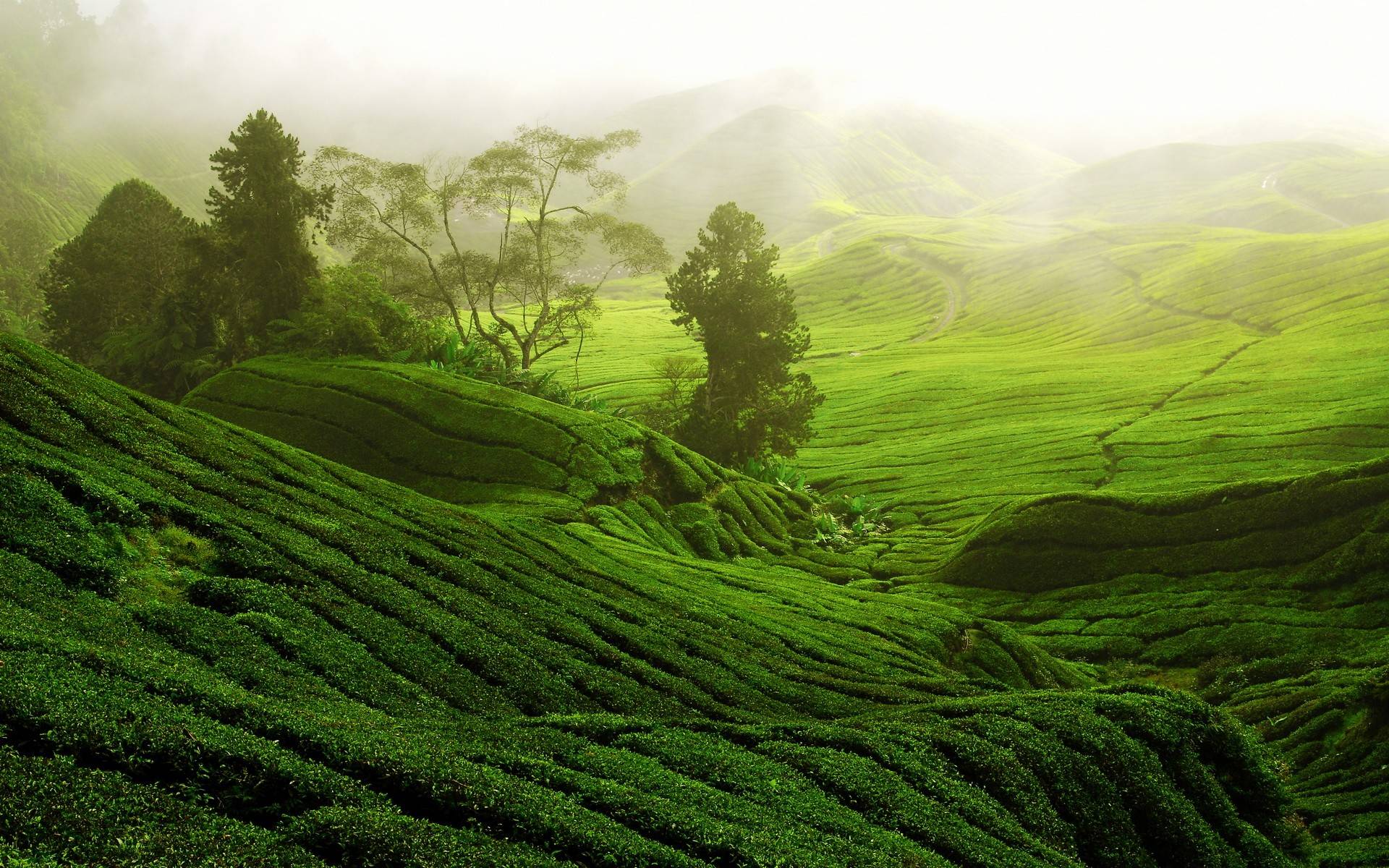 风景